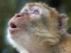 Monkey Pose